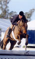 , by the \"world famous\" Grand Prix stallion Stakkato / Eva Bitter, has an outrageous career in the hunter ring; here shown with Jay in tack at his first WEF circuit.