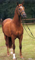 the sire of Zenith produced several of our offspring for the hunter ring.