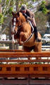  with Jennifer Bauersachs in tack won multiple times in all hunter divisions.