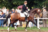 the reserve champion stallion in Oldenburg, is a direct descendent of the world famous \"Weisena\" family line. Here shown at the Oldenburg Championships with Gerd Schonebeck in tack