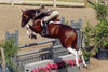 adapted immediately to the hunter world. Here with Holly Orlando on board he won numerous hunter classes.