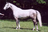 grew in to a good framed, athletic show jumper with long lines and enormous power.