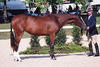 , one of Paparazzo\'s offspring winning the hunter lead-line class in the yearling division.