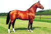 is to this day one of the most influential stallions in the world wide sport horse breeding.