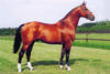 the legendary sire of Coco\'s third generation showed himself very successful at international Grand Prix level with Johan Heins and Leon Melchior in tack.