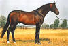 , by Zeus - Lucky Boy xx, is the dam sire of Coconut Creek. Beach Boy also is the dam sire of the international Grand Prix jumper stallion Arko III, Nick Skelton / Great Britain.