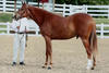 winning a \"Hunter Lead-Line\" class. His sire Ironman was over several years the \"Hunter Sire of the Year\" in the US.
