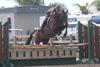 , by Rubinstein - Volturno - Grannus, competed successful with Jennifer in the hunter ring.
