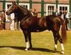 Maxima\'s sire in the fourth generation is Furioso II, therefore the pedigree is line-bred on the stallion Furioso II. Voltaire, Maximas dam sire, is also by Furioso II.