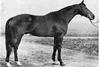 the grand dam sire of Helios is to this day, one of the most influential thoroughbred stallions in the world of sport horse breeding.