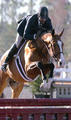 , by Don Alfredo, is outrageous successful in the hunter ring with lots of blue ribbons.