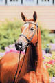 Zeus had over 25 years an outrageous successful breeding career. He sired innumerable international Grand Prix jumpers.